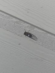 Diceroprocta cinctifera