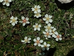 Potentilla nitida