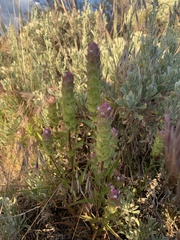 Orthocarpus cuspidatus