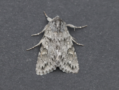 Andropolia contacta