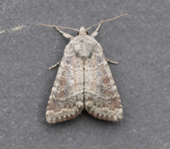 Parastichtis suspecta