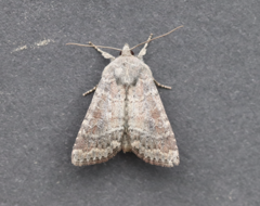 Parastichtis suspecta