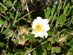 Potentilla nitida