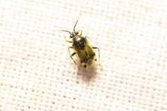 Deraeocoris punctulatus