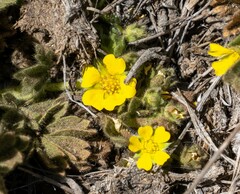 Potentilla wheeleri