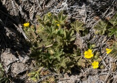 Potentilla wheeleri