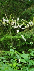 Actaea elata