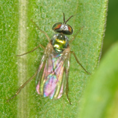 Argyra calcitrans