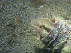 Petroscirtes breviceps