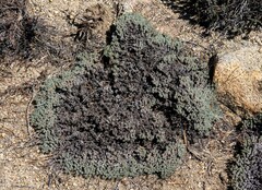 Eriogonum wrightii subscaposum