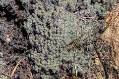 Eriogonum wrightii subscaposum