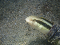 Petroscirtes breviceps