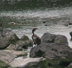 Phalacrocorax capillatus