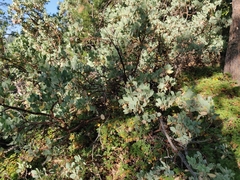 Arctostaphylos mewukka