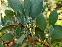 Arctostaphylos mewukka