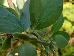 Arctostaphylos mewukka