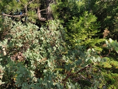Arctostaphylos mewukka