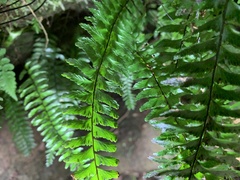 Hymenasplenium pubirhizoma