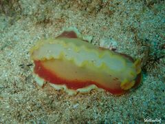 Hexabranchus sanguineus