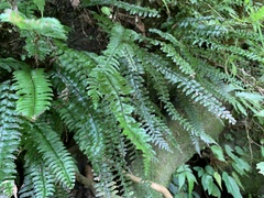 Hymenasplenium pubirhizoma