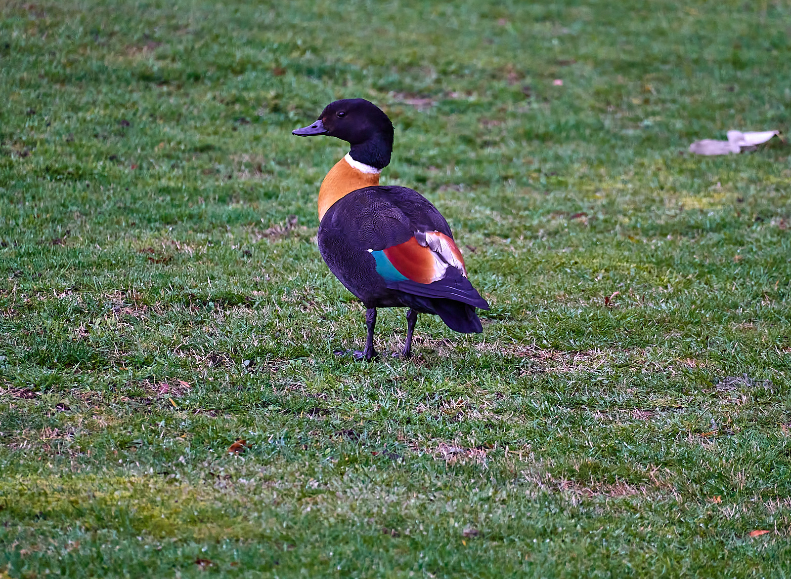 Australian Shelduck (Tadorna tadornoides)