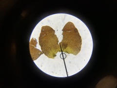 Marsupella sphacelata