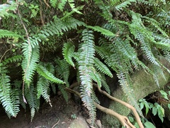 Hymenasplenium pubirhizoma