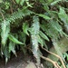 Hymenasplenium pubirhizoma - Photo (c) Shin-Ming Ku, algunos derechos reservados (CC BY-NC), subido por Shin-Ming Ku