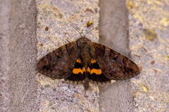 Catocala muliercula