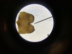 Marsupella sphacelata