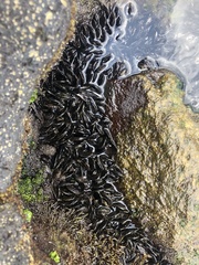 Xenostrobus neozelanicus