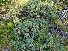 Arctostaphylos mewukka