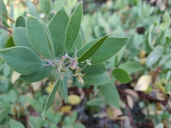 Arctostaphylos mewukka