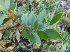 Arctostaphylos mewukka