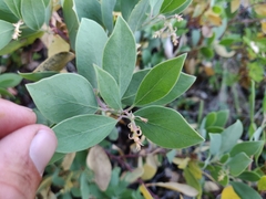 Arctostaphylos mewukka