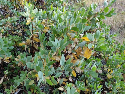 Image of Me-Wuk Manzanita (Arctostaphylos mewukka) by (c) Alexander Wentworth, some rights reserved (CC BY)