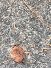 Litoprosopus futilis