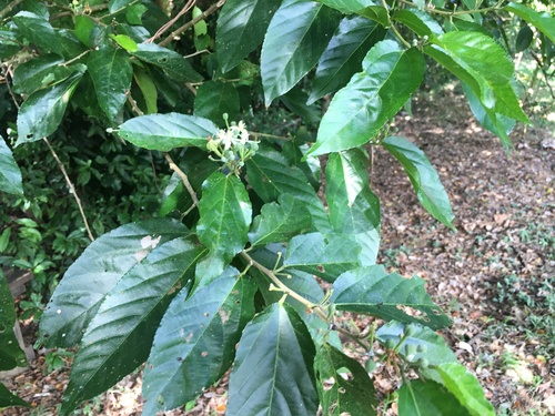 Grewia crenata observed 2022-07-20
