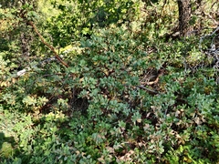 Arctostaphylos mewukka