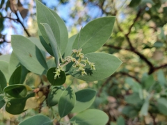 Arctostaphylos mewukka