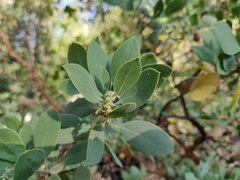 Arctostaphylos mewukka