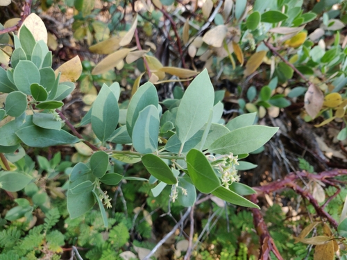 Image of Me-Wuk Manzanita (Arctostaphylos mewukka) by (c) Alexander Wentworth, some rights reserved (CC BY)