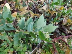 Arctostaphylos mewukka