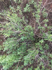 Commicarpus scandens