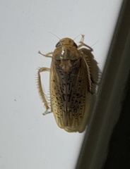 Ponana