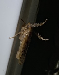 Ponana
