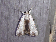 Catocala gracilis