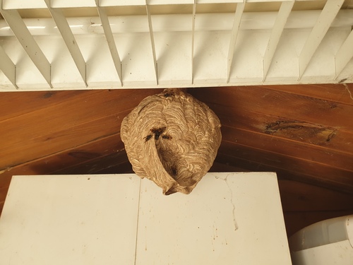 Asian hornet