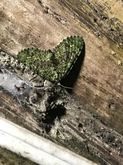 Hammaptera parinotata