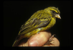 Crithagra citrinelloides